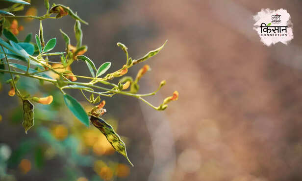 369832-pigeon-pea-farming-mosaic-virus-disease-ppsmv-sterility-mosaic-disease-green-plague-2