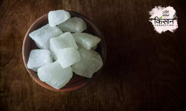 366166-winter-melon-petha-kohda-farming-petha-agra-khabha-ki-kheti-2