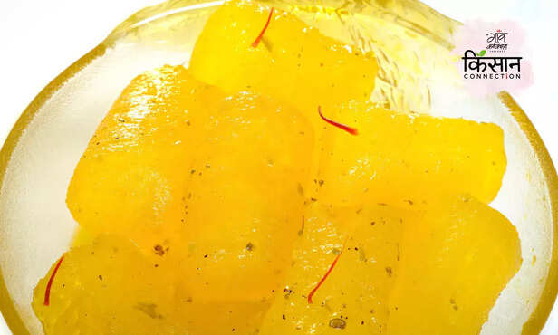 366167-winter-melon-petha-kohda-farming-petha-agra-khabha-ki-kheti-3