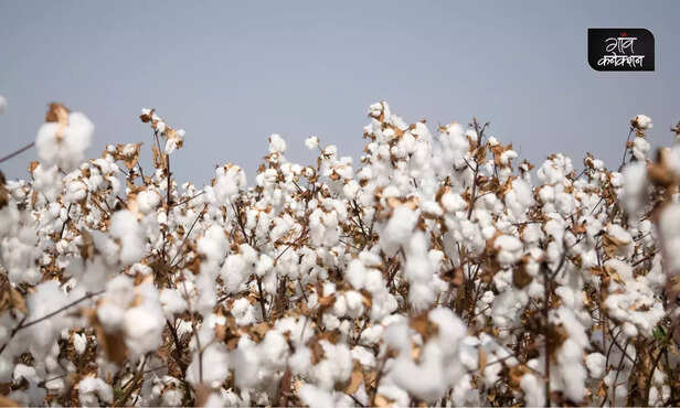 369692-desi-cotton-species-gossypium-arboreum-cotton-leaf-curl-virus-disease-2