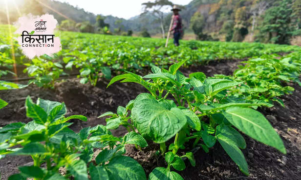 368380-potato-farming-blight-disease-control-methods-potato-cultivation-new-variety-3