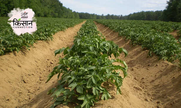 368381-potato-farming-blight-disease-control-methods-potato-cultivation-new-variety-2