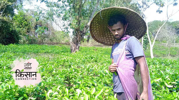 364816-organic-tea-farming-cachar-assam-tea-plantation-successful-farmer-startup-subhashs-dutta-6