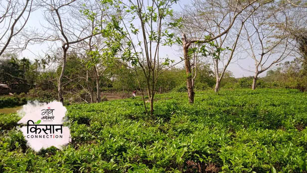 364817-organic-tea-farming-cachar-assam-tea-plantation-successful-farmer-startup-subhashs-dutta-4