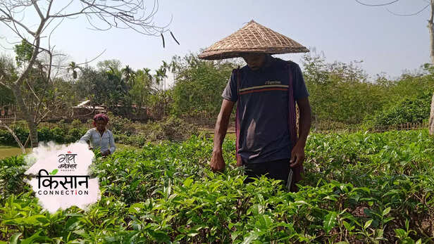 364818-organic-tea-farming-cachar-assam-tea-plantation-successful-farmer-startup-subhashs-dutta-5