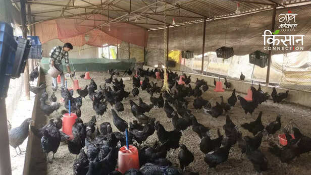363382-kadaknath-poultry-farming-youth-satna-madhya-pradesh-poultry-business-ideas-2