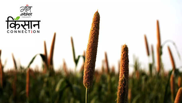 363323-international-year-of-millets-2023-foxtail-millet-finger-millet-ragi-pearl-millet-bajra-buckwheat-little-millet-shri-anna-budget-9