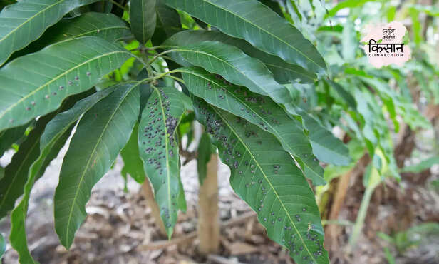 370570-mango-hopper-leaves-flower-production-management-chemical-free-1