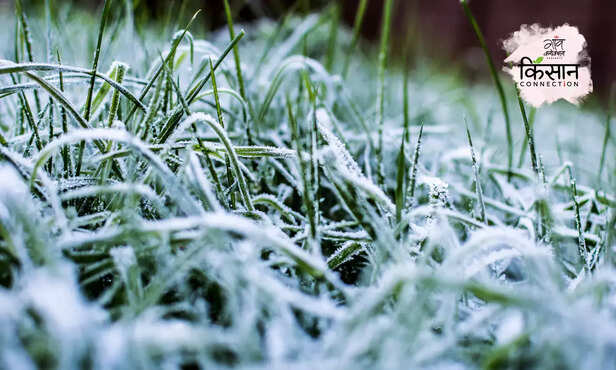 370049-frost-blight-rabi-crop-potato-mustard-rain-hailstorm-advisory-2