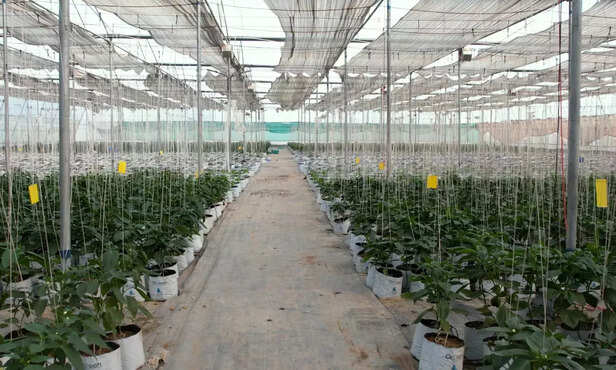 368950-polyhouse-farming-hydroponics-subsidy-profitable-farming-2