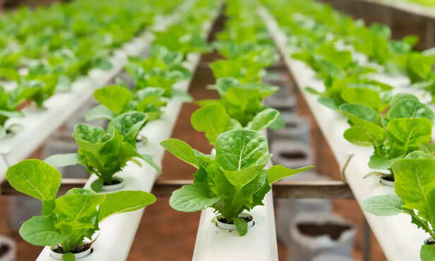 368951-polyhouse-farming-hydroponics-subsidy-profitable-farming-1