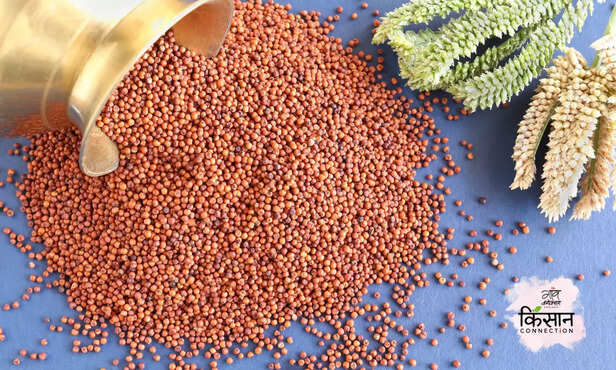 369610-millet-processing-unit-millets-products-farming-uttar-pradesh-agriculture-department-3