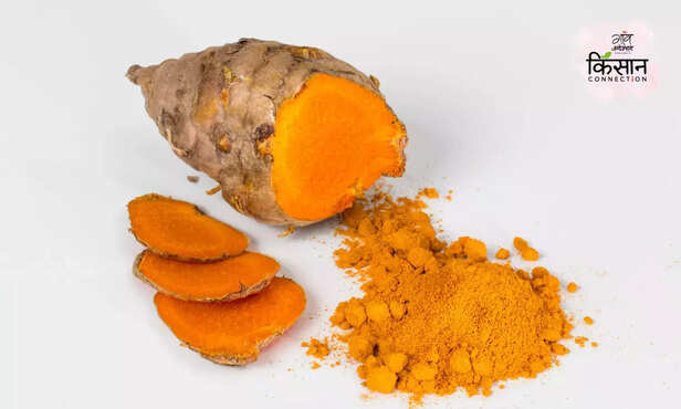 369605-meghalaya-lakadong-turmeric-gets-geographical-indication-tag-gi-tag-2
