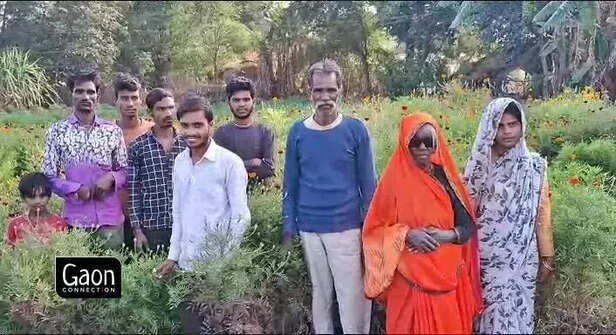 369577-family-marigold