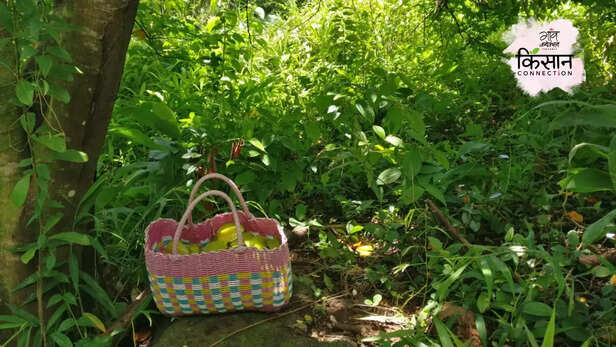 366840-star-fruit-cultivation-india-mauritius-malaysia-star-fruit-farming-5