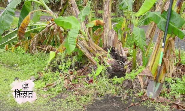 370142-root-knot-nematode-management-production-and-resource-management-2