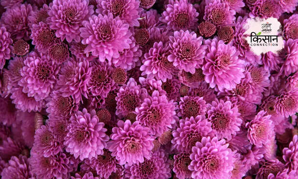 369808-chrysanthemum-farming-gardening-winter-care-horticulture-2