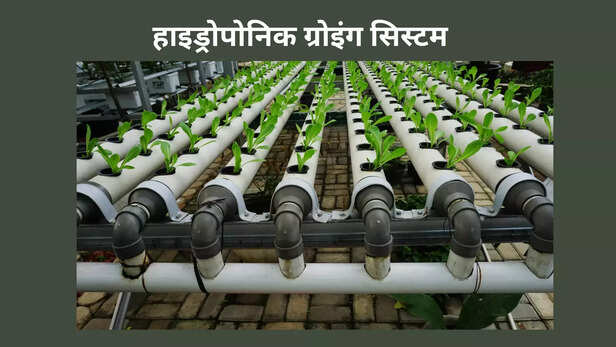 370038-hydroponics-growing-system-information-hindi-farming-techniques-1