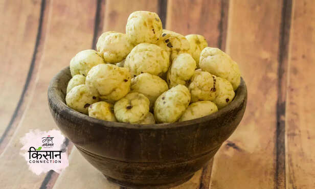 368699-makhana-vikas-yojana-bihar-subsidy-scheme-water-fox-nut-farming-2