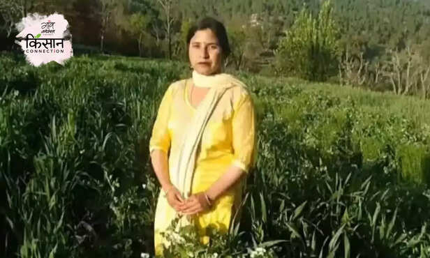 368647-natural-farming-jeevamrut-ghanamrit-leena-sharma-mandi-himachal-pradesh-women-farmers-empowerment-5