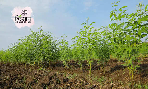 366448-pigeon-pea-farming-kharif-season-arhar-ki-kheti-pusa-16-pigeon-pea-varieties-2