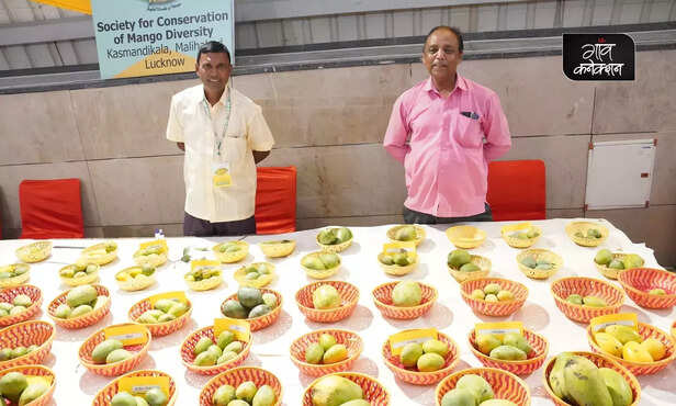 366434-delhi-mango-festival-mango-varieties-cish-dasheri-langra-safeda-1