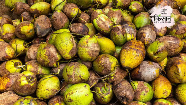 366808-subhash-palekar-natural-farming-coconut-farming-palekar-model-prakritik-kheti-3