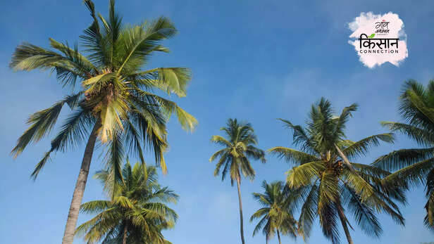 366811-subhash-palekar-natural-farming-coconut-farming-palekar-model-prakritik-kheti-4