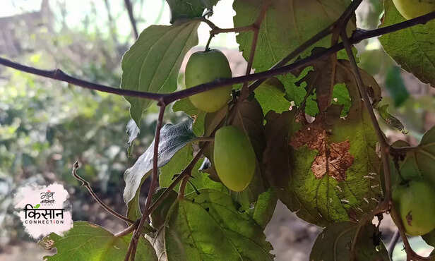 370083-indian-berry-jujube-powdery-mildew-disease-management-guide-winter-2