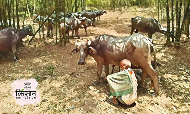366272-bihar-farmer-cattle-migration-monsoon-drought-fodder-cow-buffalo-milk-production-2