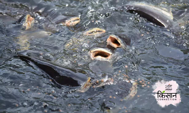 368988-fish-farming-fish-feed-rice-husk-fish-growth-farmers-advisory-3