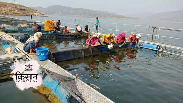 364844-sardar-sarovar-dam-manali-nandurbar-fisheries-cage-culture-government-scheme-aquaculture-3