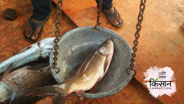 364847-sardar-sarovar-dam-manali-nandurbar-fisheries-cage-culture-government-scheme-aquaculture-4