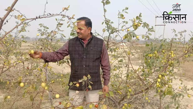 363416-thai-apple-ber-farming-barabanki-uttar-pradesh-barren-land-gypsum-2