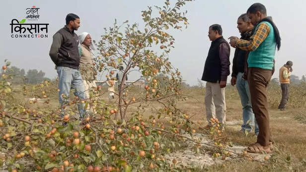 363417-thai-apple-ber-farming-barabanki-uttar-pradesh-barren-land-gypsum-1