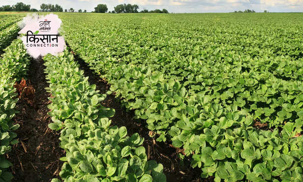 365842-soybean-cultivation-guide-madhya-pradesh-maharashtra-soybean-high-yield-variety-1