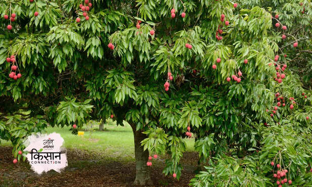 370468-litchi-fruit-farming-flowering-season-insect-disease-honey-bee-2