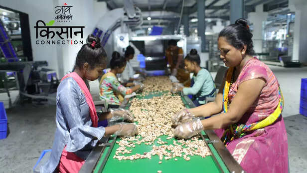 363128-tribal-farmer-food-processing-self-help-group-gujarat-agro-infrastructure-mega-food-park-mangrol-3