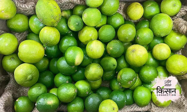 367006-lemon-lime-farming-july-august-profitable-cultivation-agriculture-advisory-3