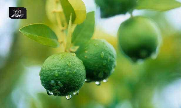 367007-lemon-lime-farming-july-august-profitable-cultivation-agriculture-advisory-4