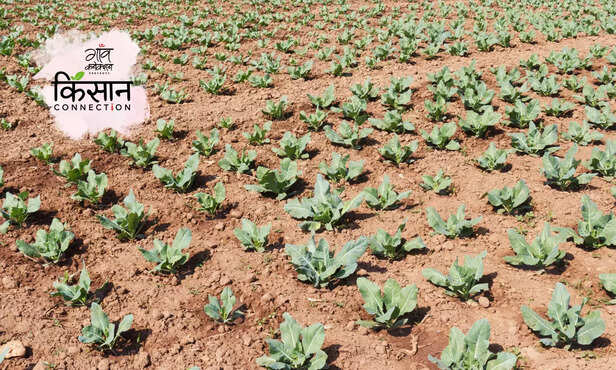 366217-early-cauliflower-varieties-cauliflower-cultivation-june-july-2