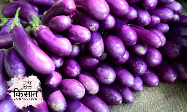 366198-eggplant-farming-pesticide-brinjal-sfb-geraniol-biopesticides-chemical-ecology-1
