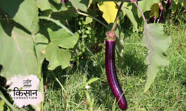 366199-eggplant-farming-pesticide-brinjal-sfb-geraniol-biopesticides-chemical-ecology-2