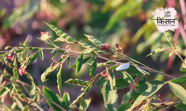 370047-pigeon-pea-pulses-news-portal-marketing-e-samridhi-1