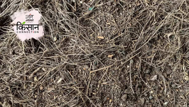 364289-medicinal-aromatic-plants-crop-waste-management-vermi-compost-csir-cimap-4