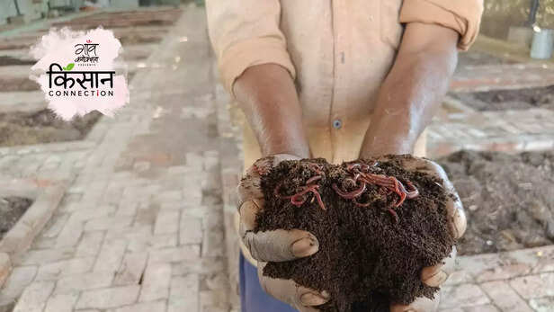 364291-medicinal-aromatic-plants-crop-waste-management-vermi-compost-csir-cimap-3