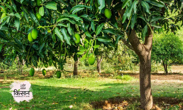 370656-mango-tree-garden-pruning-cutting-trimming-forest-department-permission-cish-1