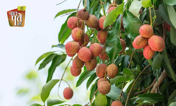 369825-litchi-farming-fusarium-oxysporum-wilt-disease-management-1