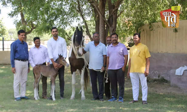 368176-marwari-horse-foal-frozen-semen-embryo-transfer-technology-raj-himani-nrce-hisar-bikaner-equine-surrogacy-2