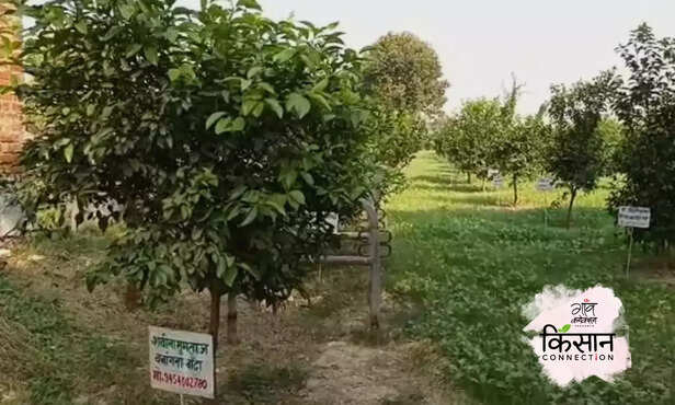 366944-gardening-mango-guava-tree-plantation-adopt-plant-kanpur-uttar-pradesh-horticulture-6